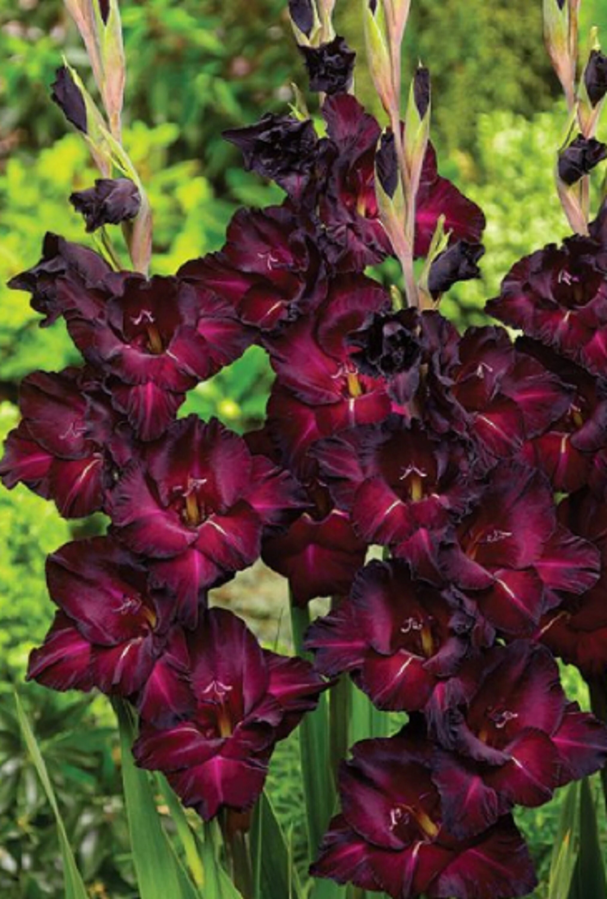 Gladiolus Espresso 15 Graines