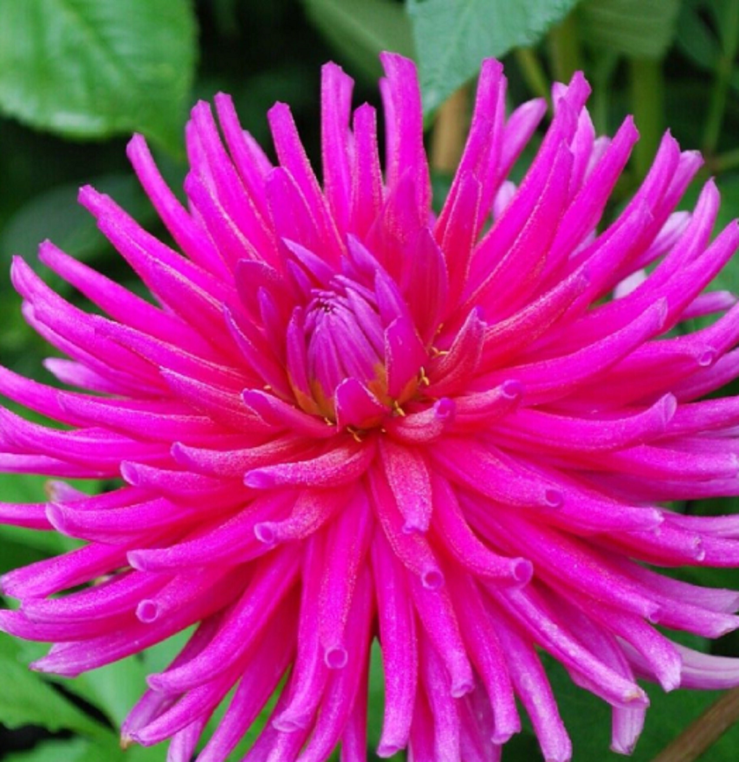 Dahlia Cactus Pink Dream' 60 Graines