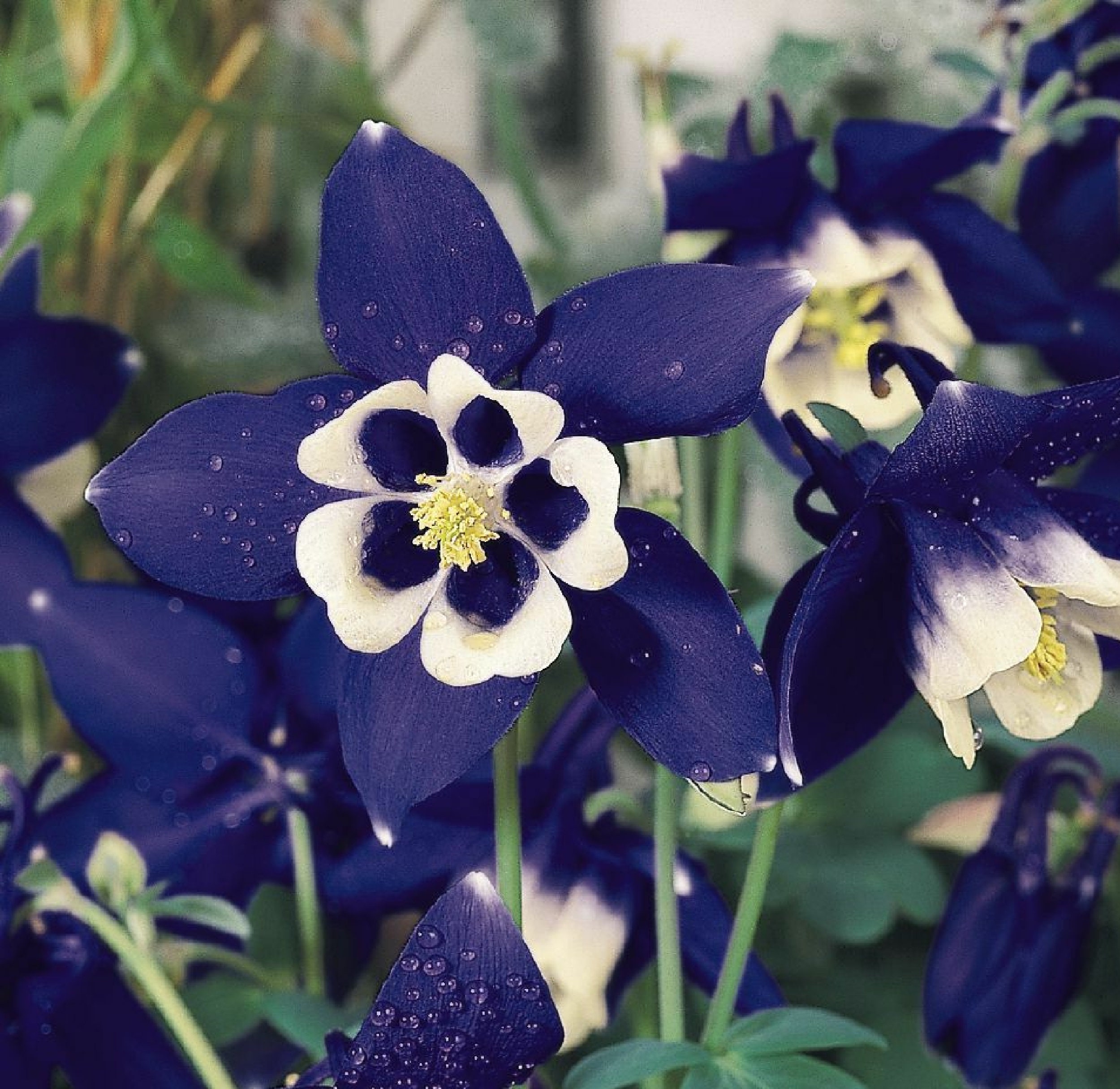 Aquilegia Hybride Blue 60 Graines