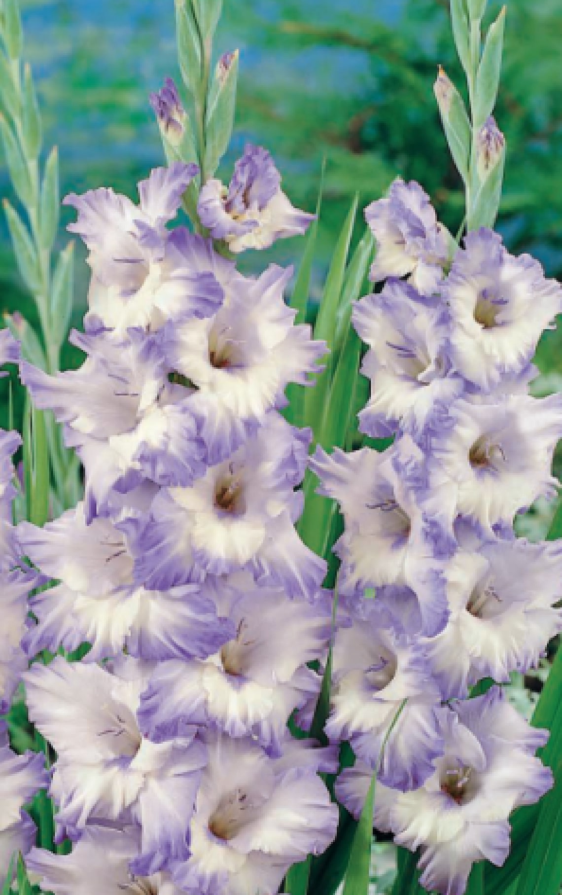 Gladiolus Blue Frost 4 Bulbs | Etsy