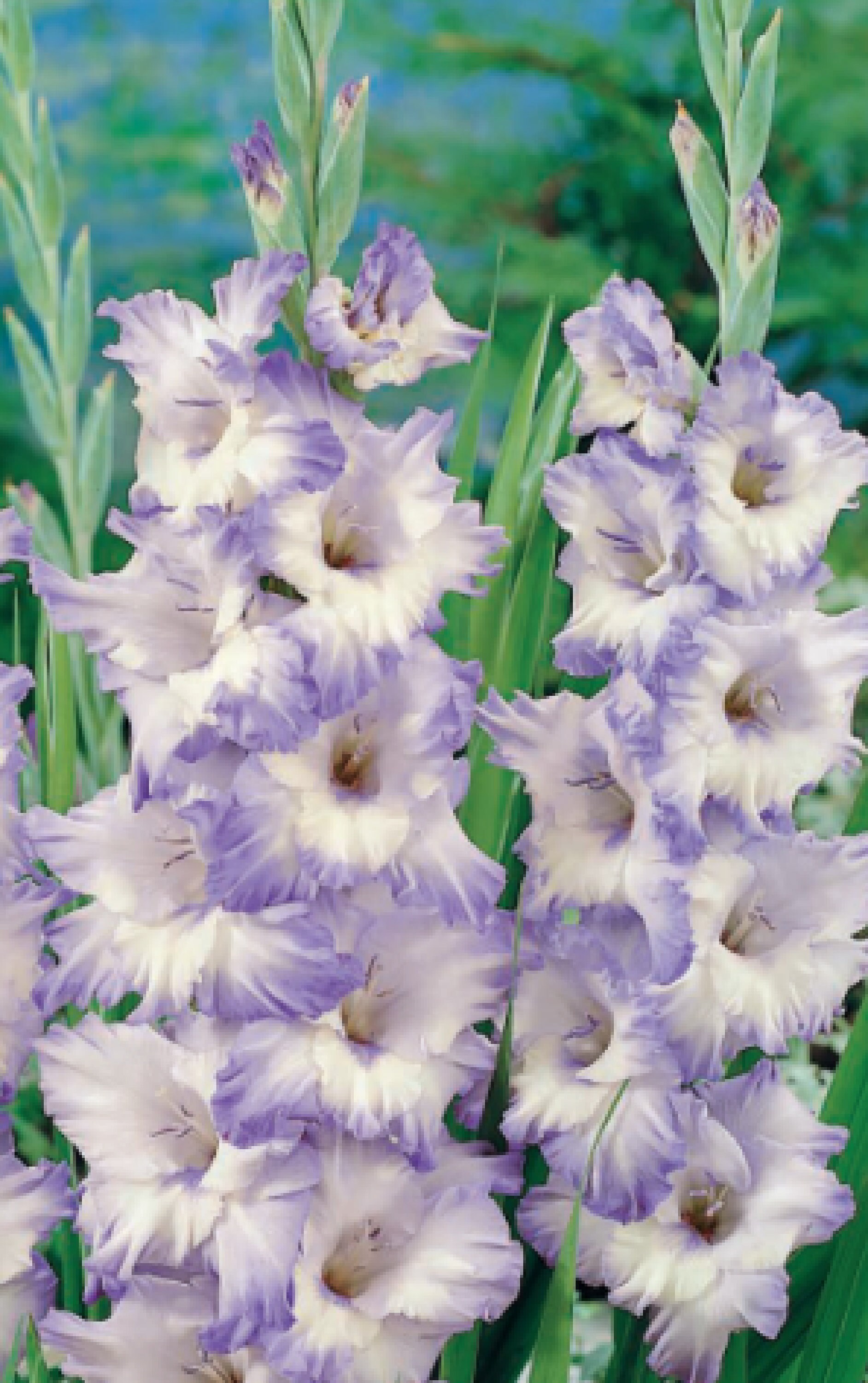 Gladiolus Blue Frost 4 Ampoules