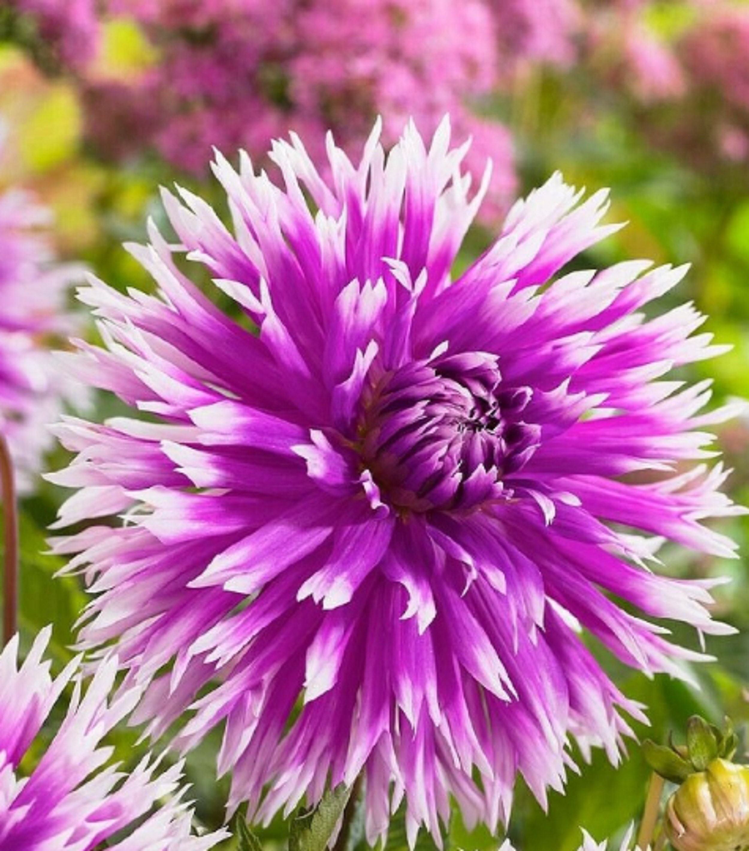 Dahlia Cactus Dance' 60 Graines