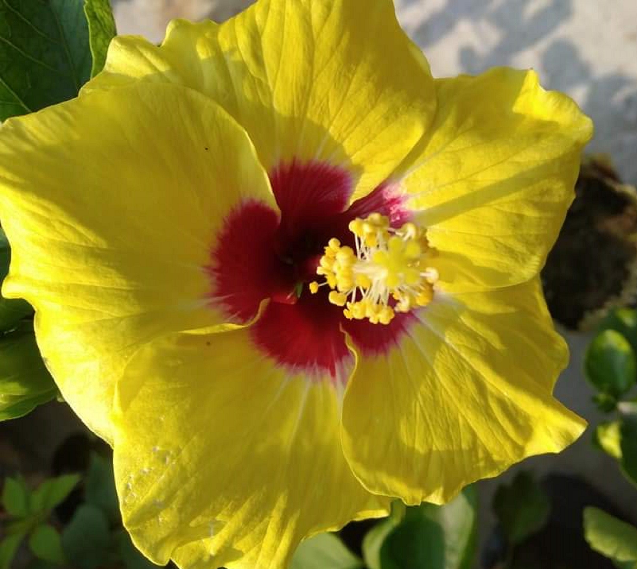 Hibiscus Yellow One 60 Graines