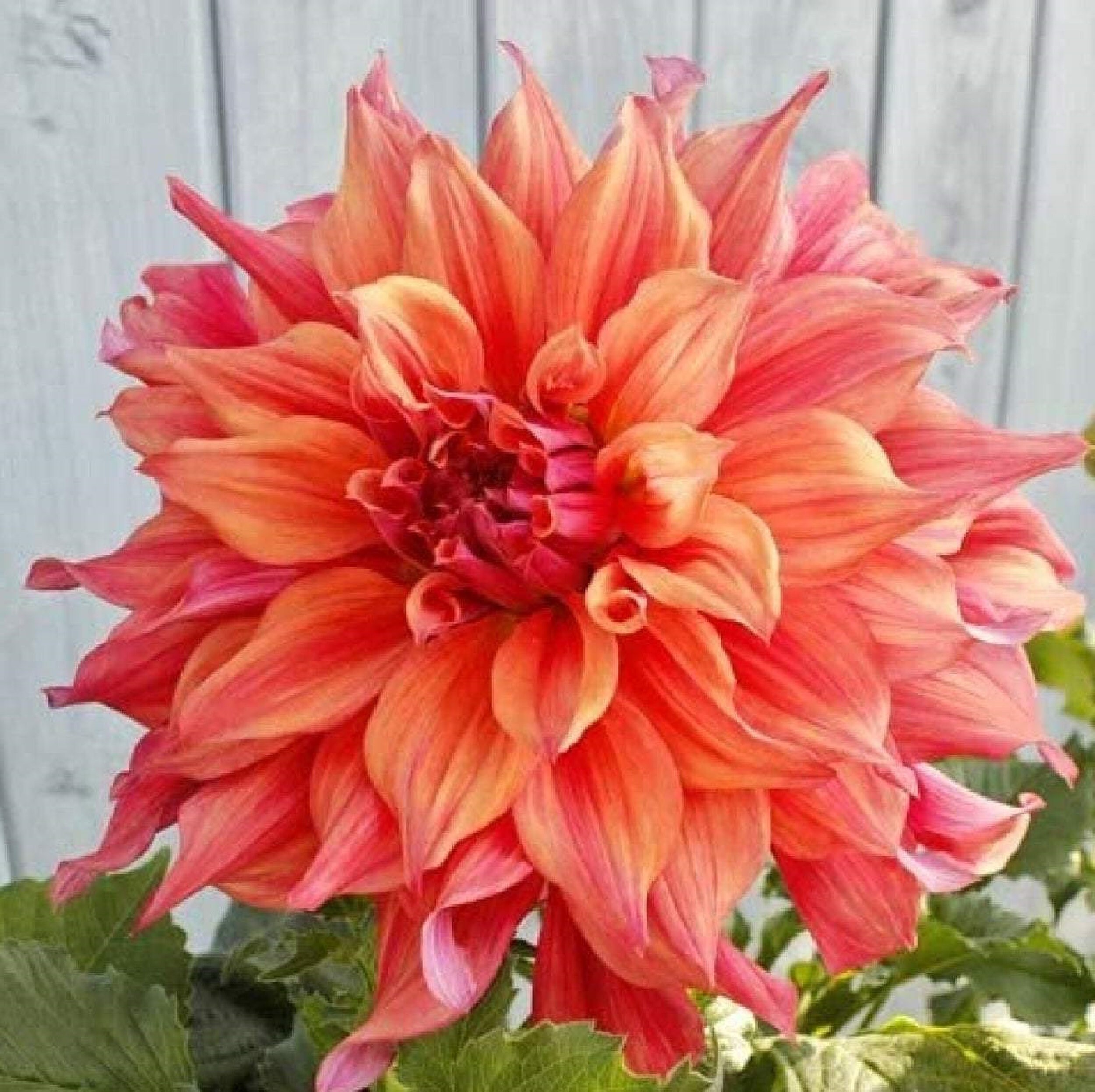 Belle Of Barmera Dahlia 60 Graines