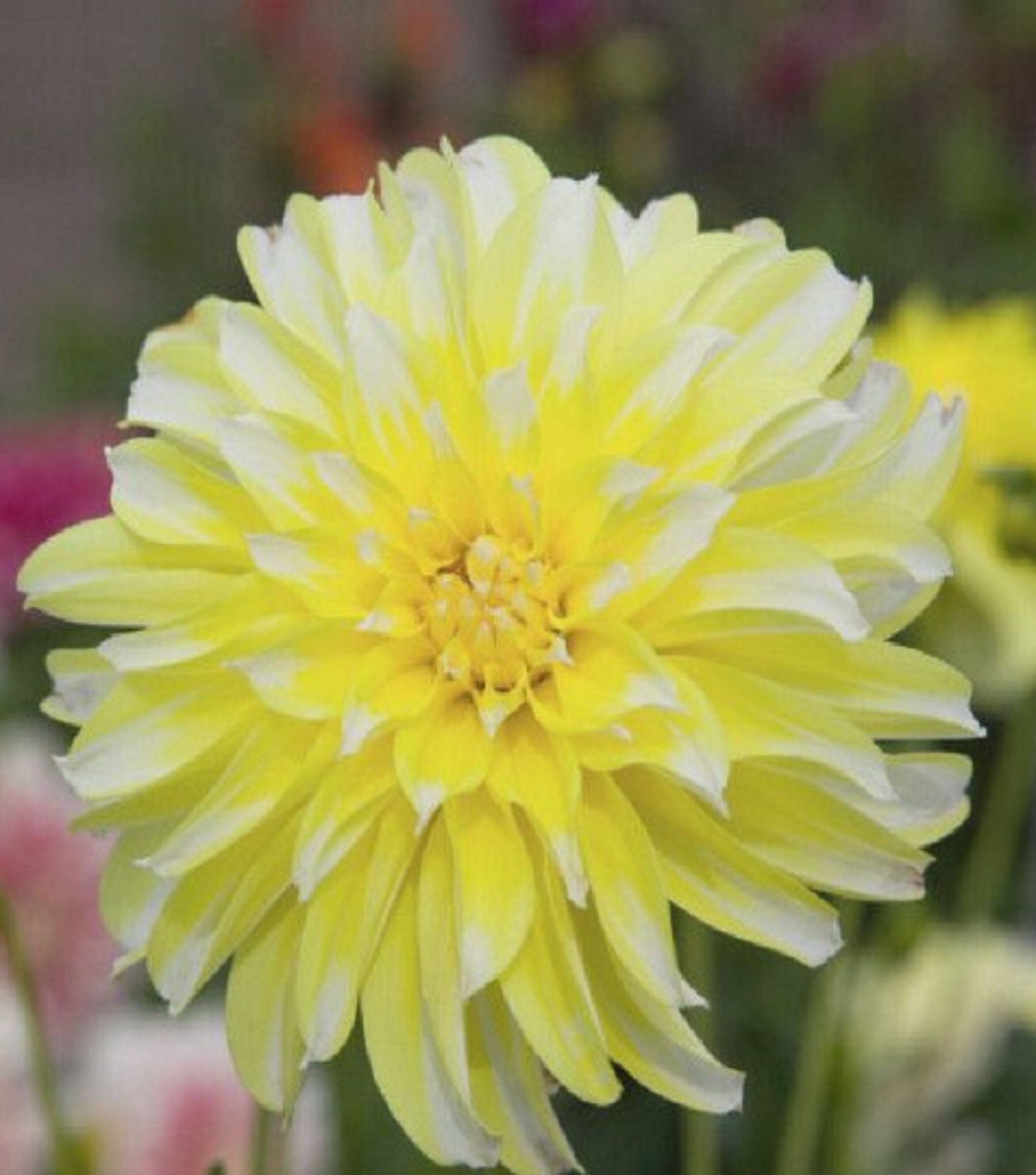 Dahlia Cactus Lemon Drop' 60 Graines