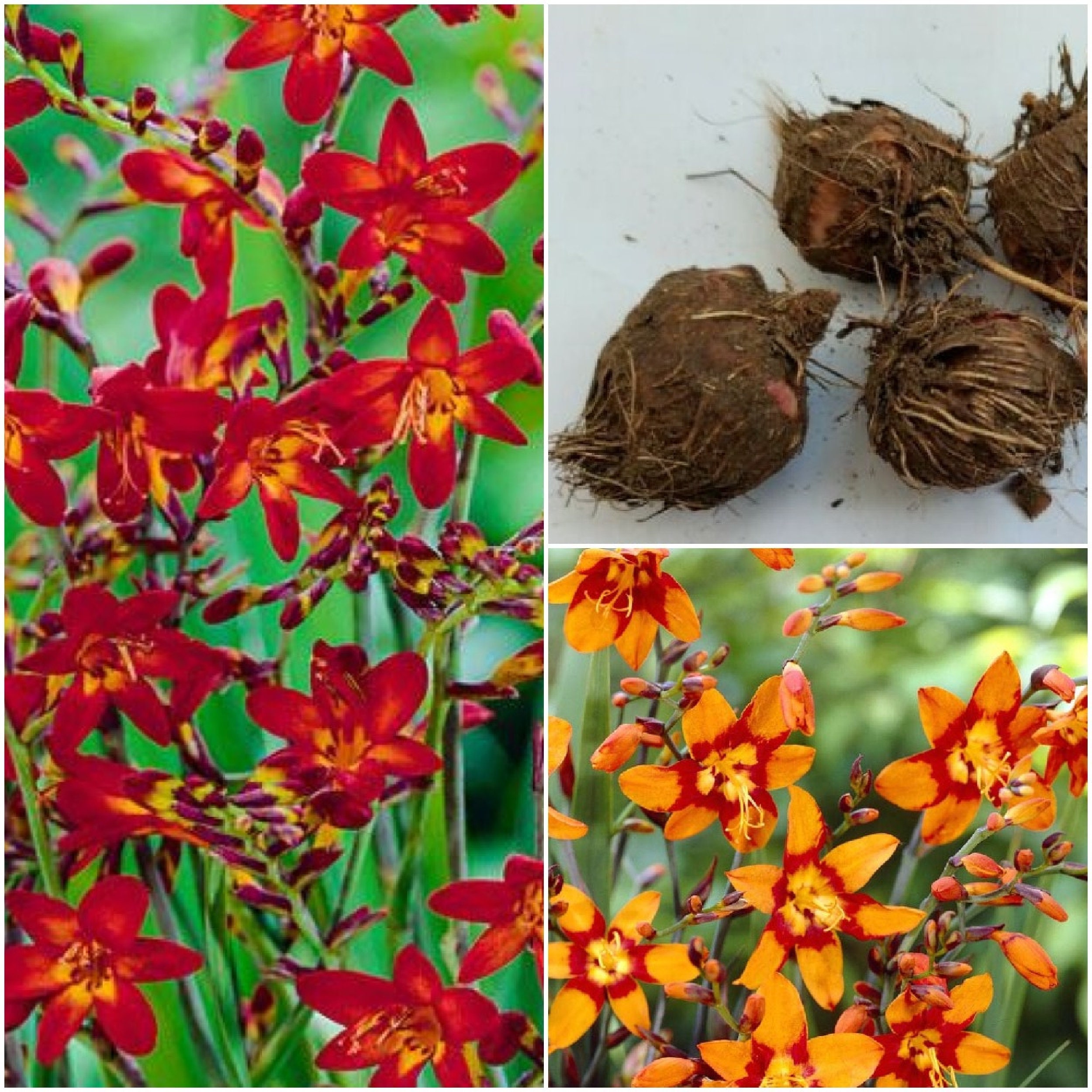 Crocosmia Double Mix 5 Bulbes