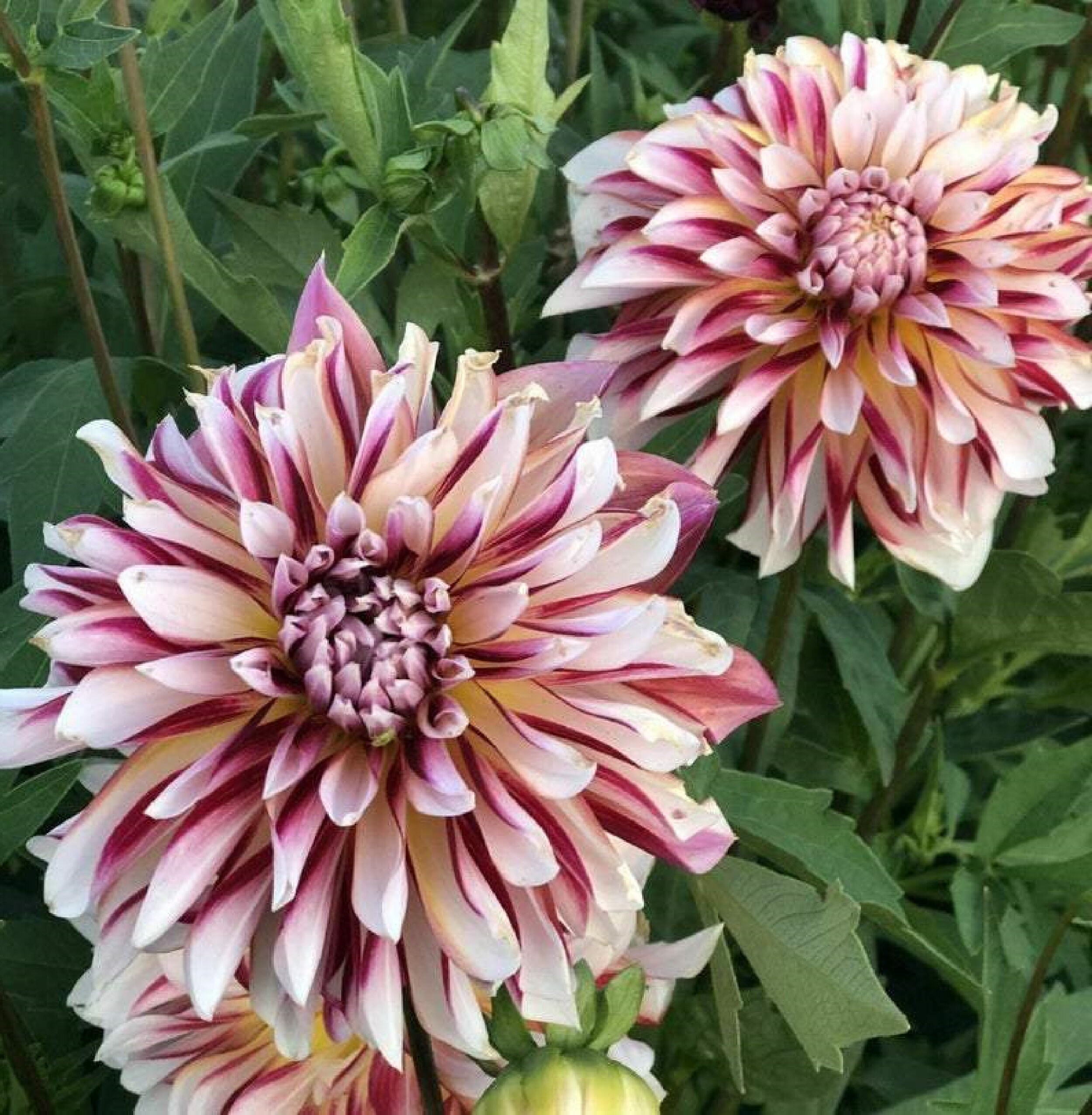 Dahlia Carribean Fantasy 60 Graines