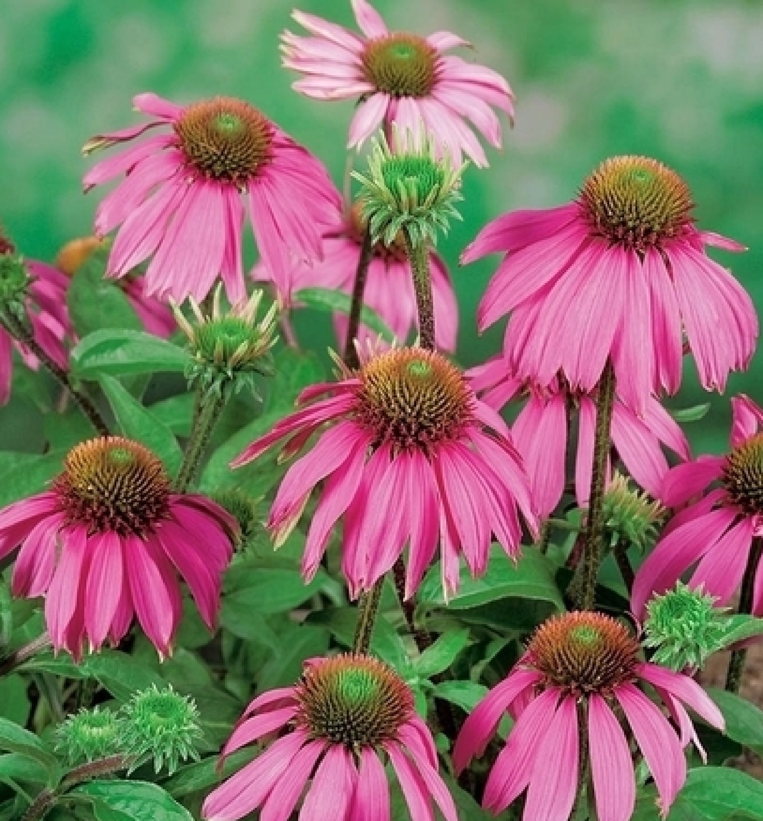 Miel d'échinacée Portant 40 Graines