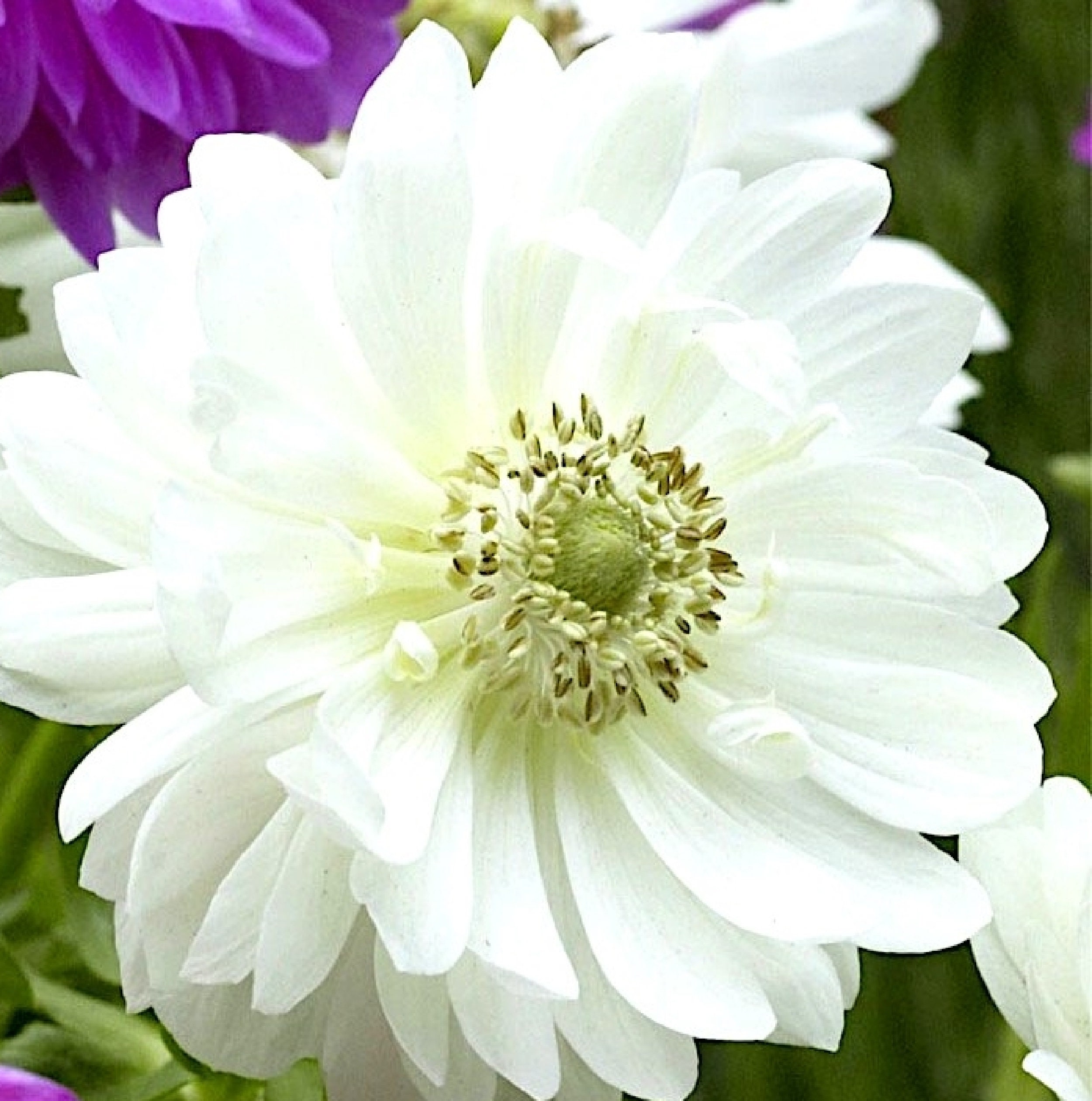 Anémone White Everest 5 Bulbes