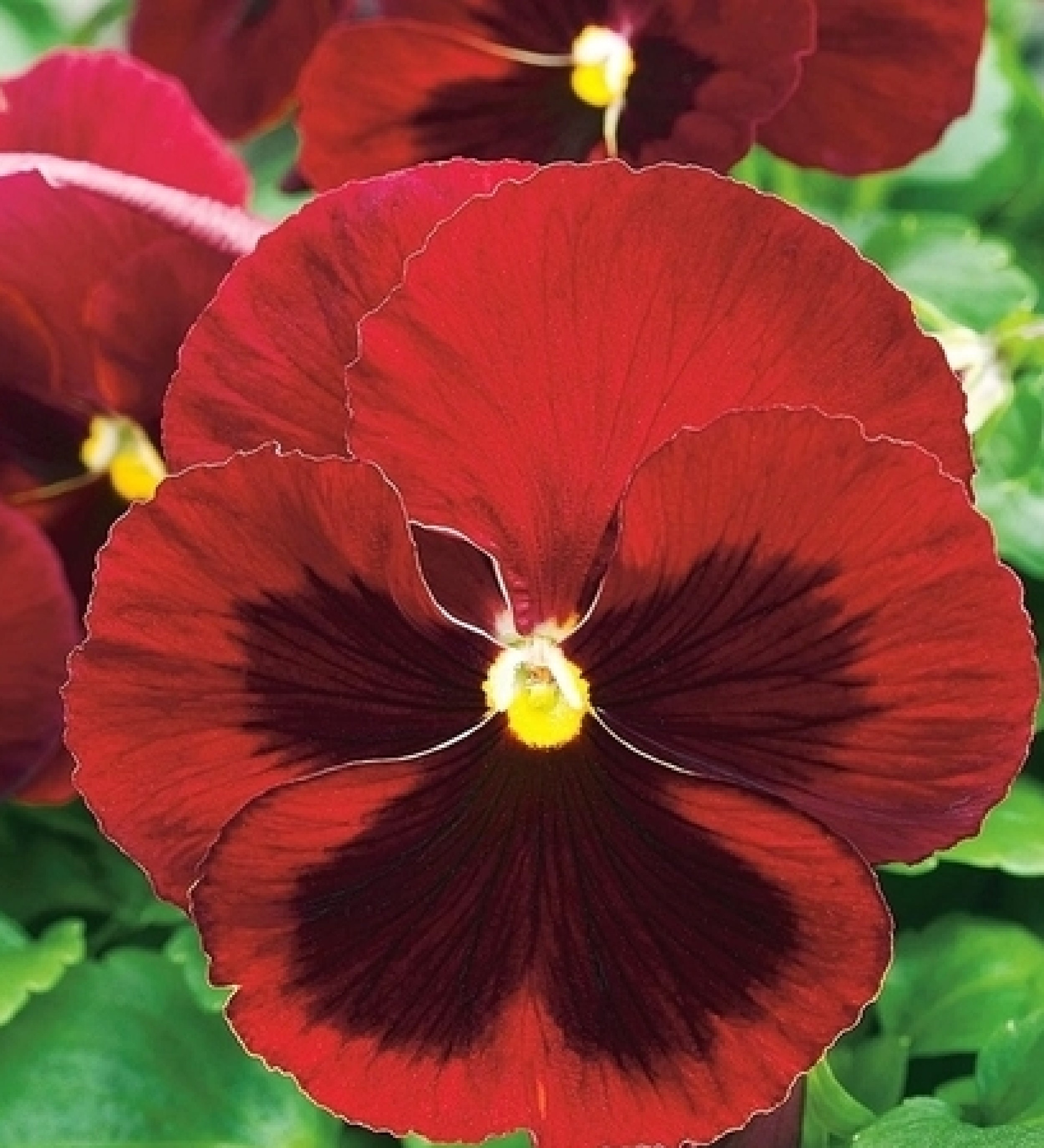 Pansy Rouge avec Une Tache 80 Graines