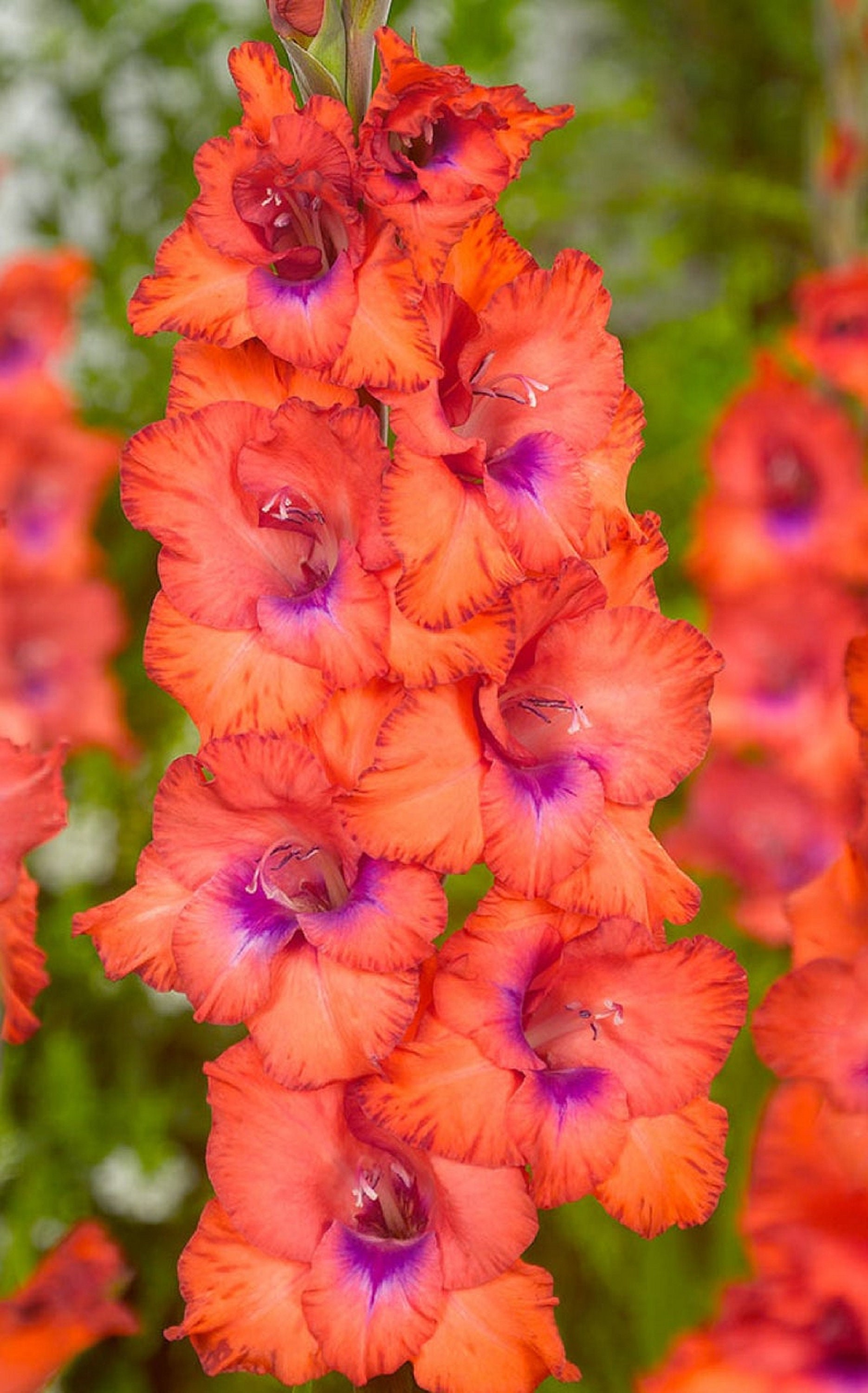 Gladiolus Tricolor 15 Graines