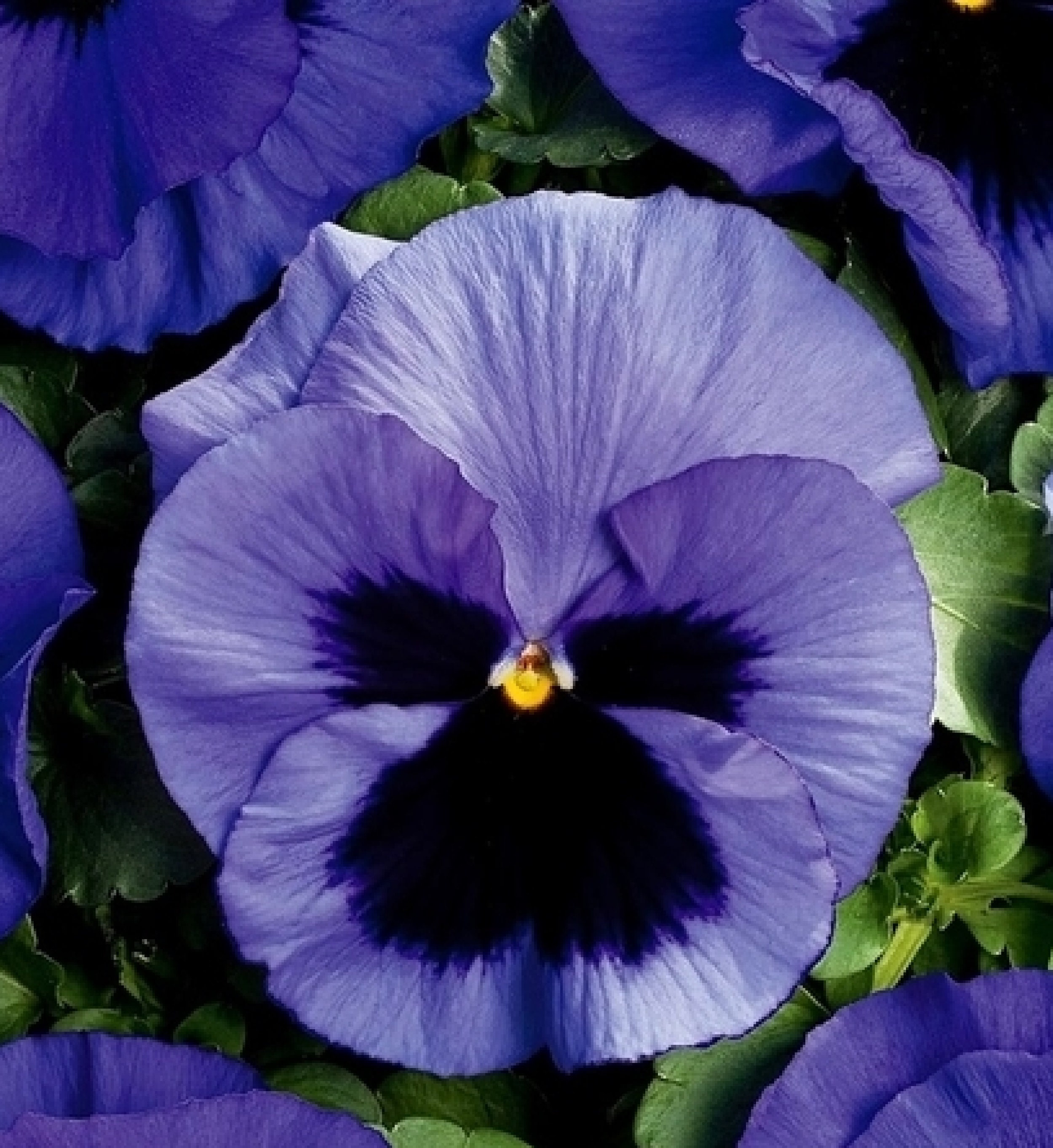 Pansy Bleu avec Une Tache 80 Graines