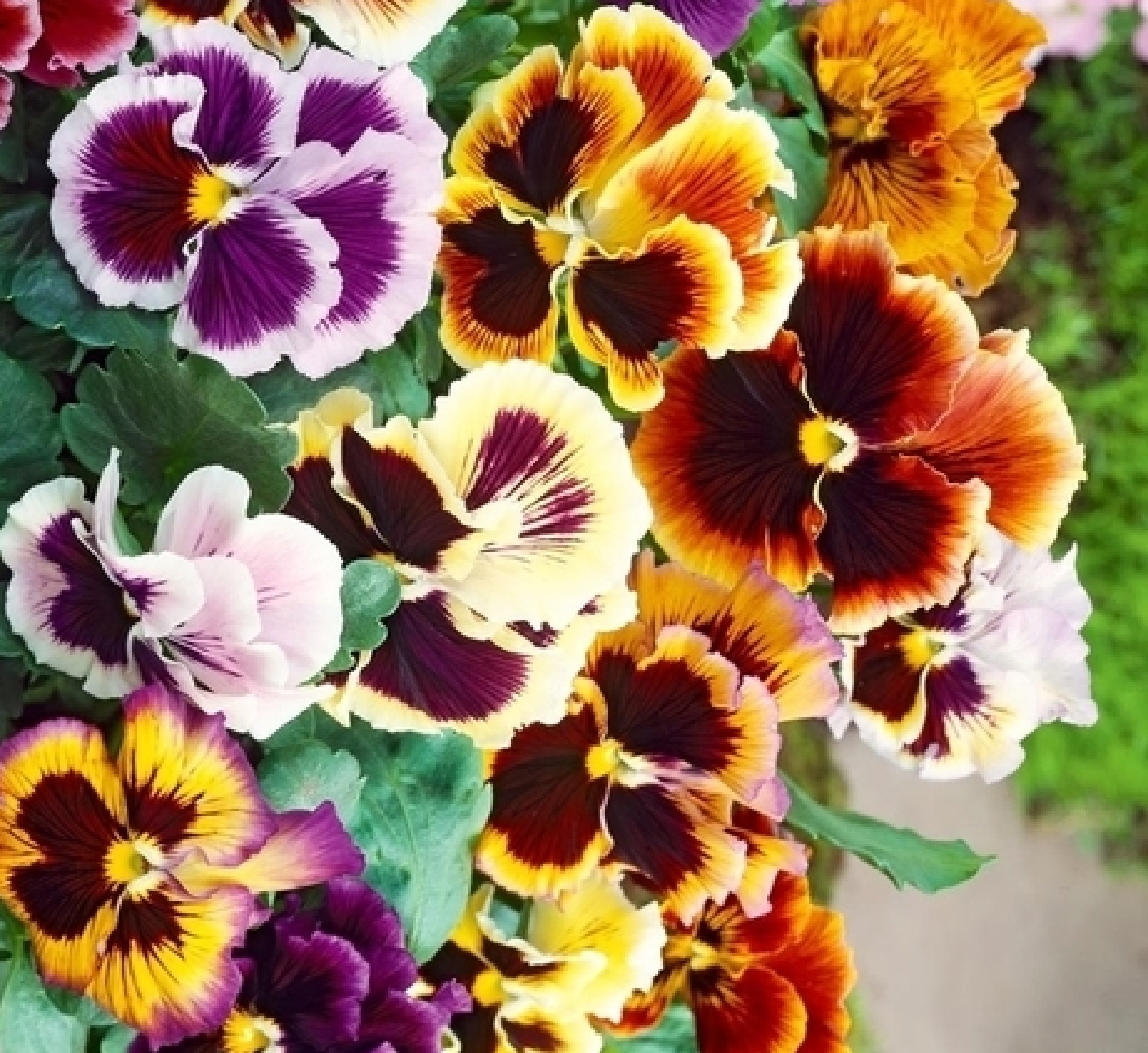 Rococo Pansy Mix 80 Graines