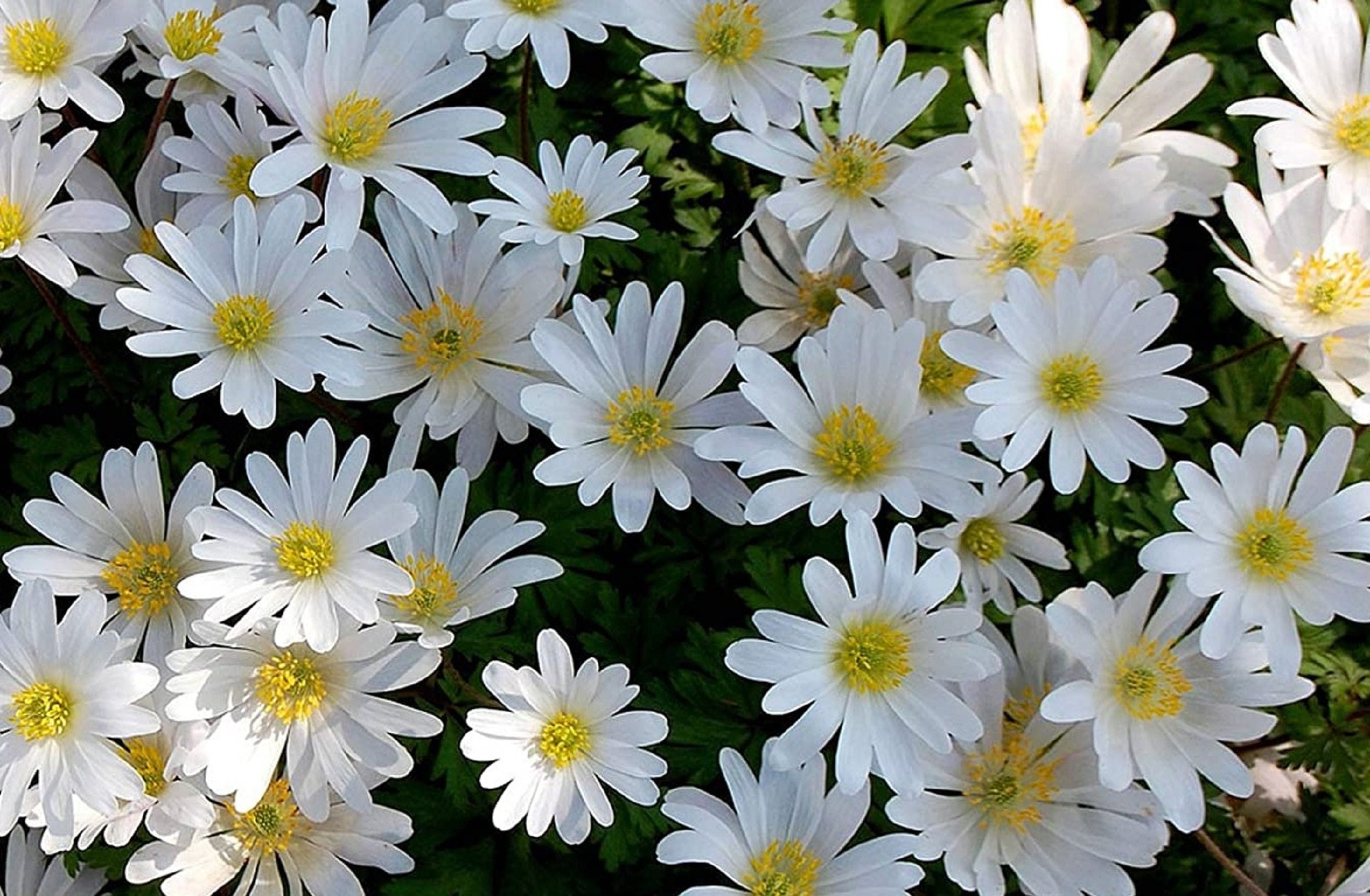 Anémone Blanda White Splendour 5 Ampoules