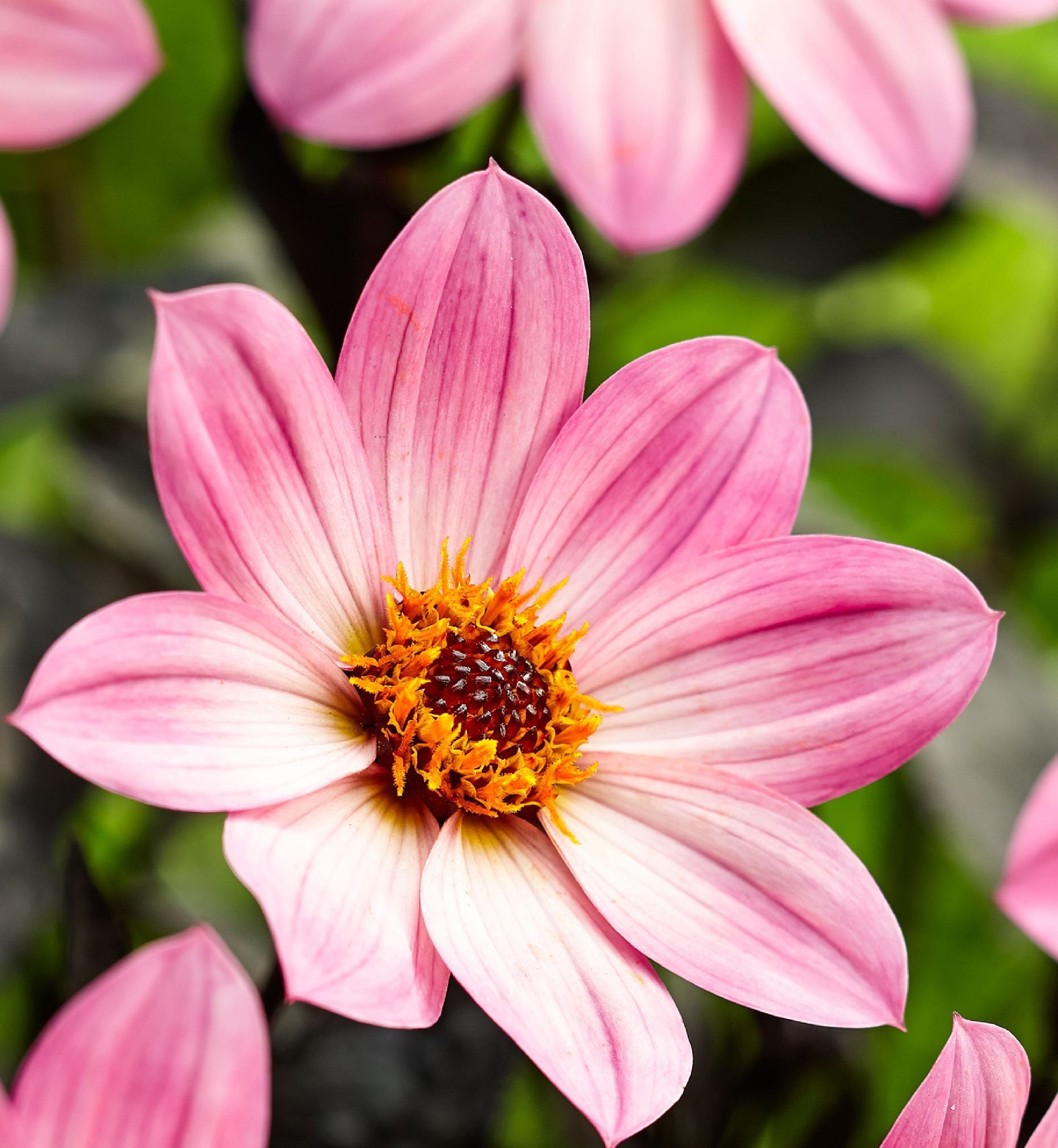 Dahlia Happy Days Pink 60 Graines