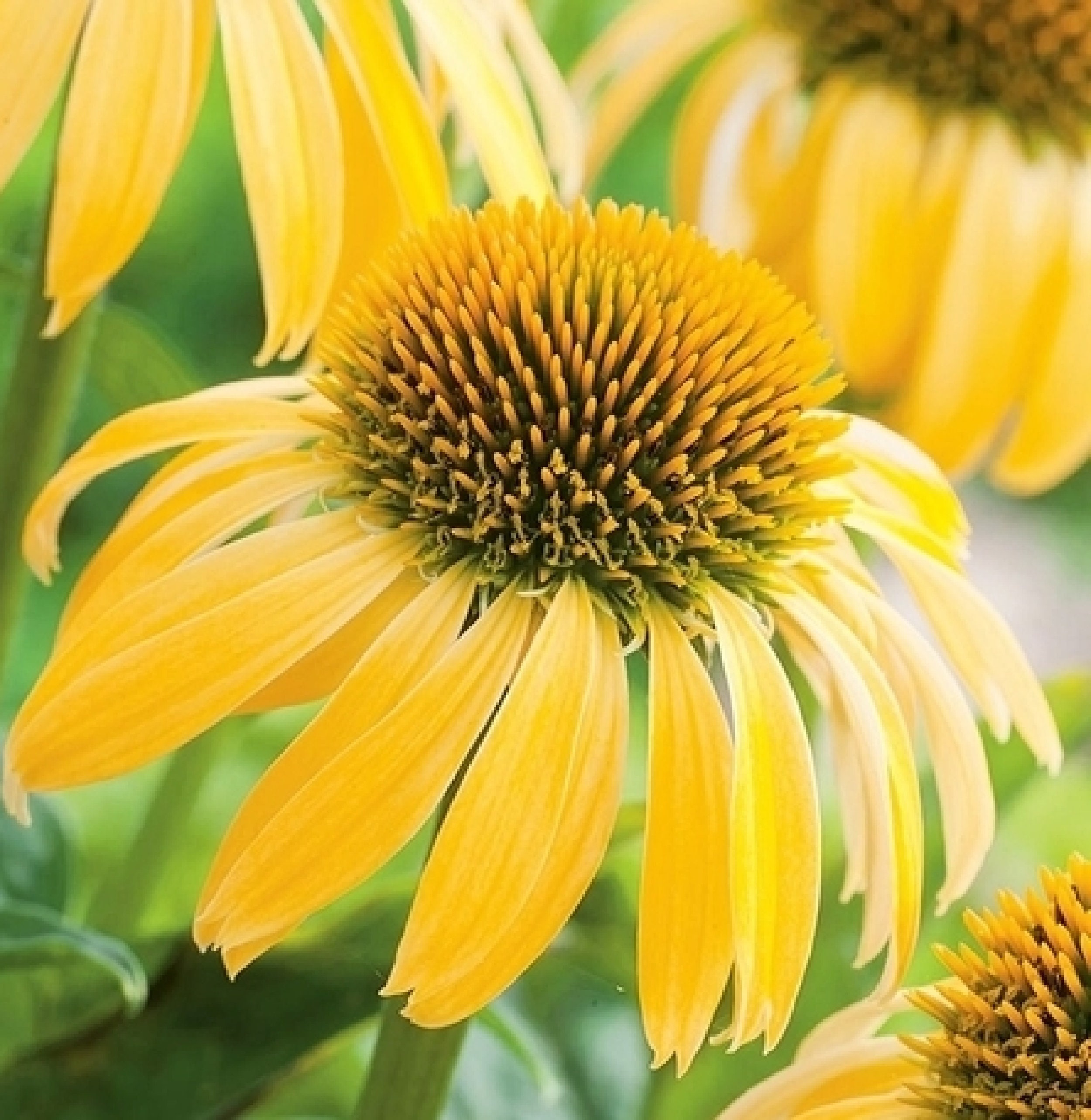 Echinacea Jaune 40 Graines