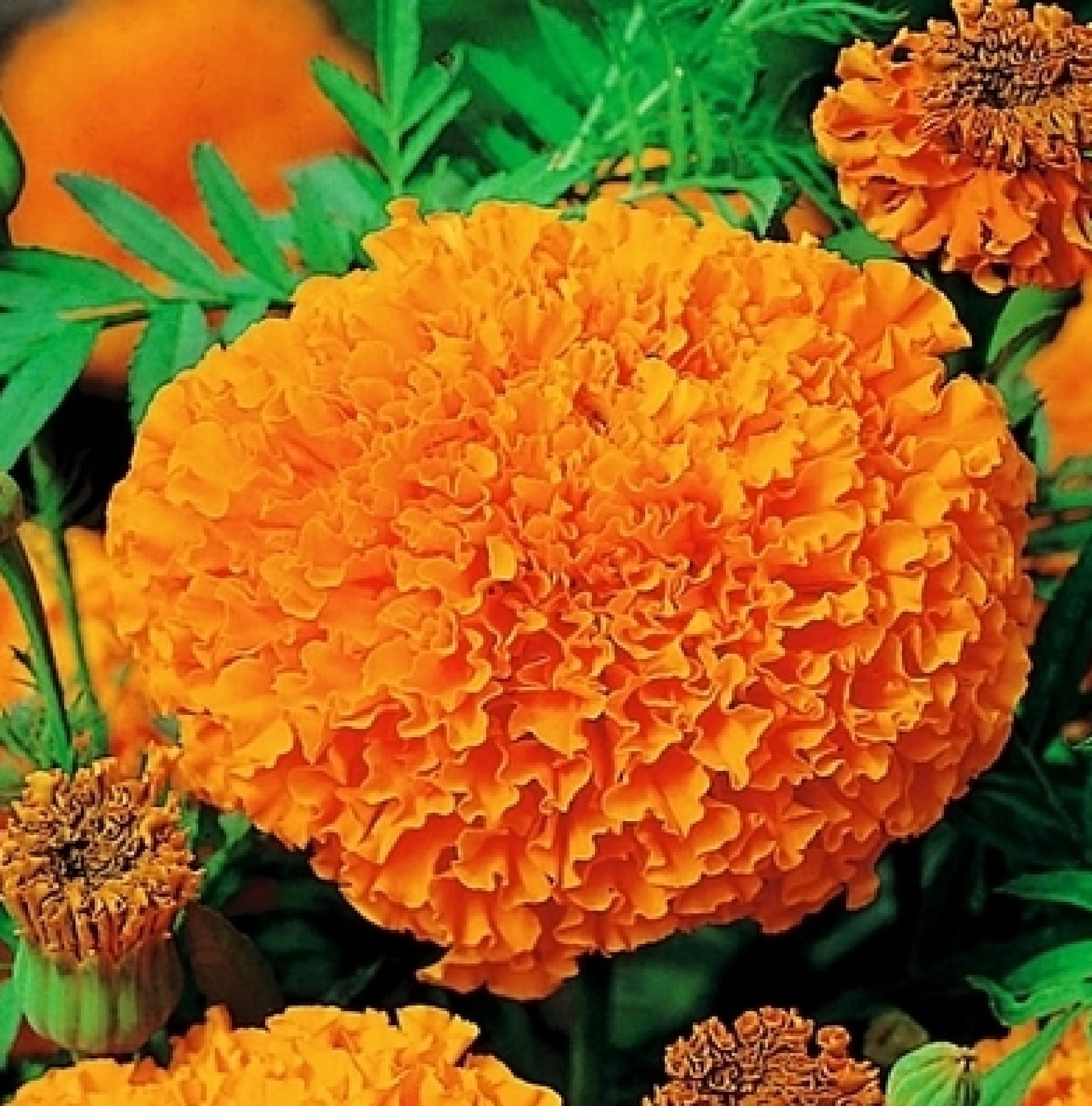 Souci Clair de Lune Orange 150 Graines