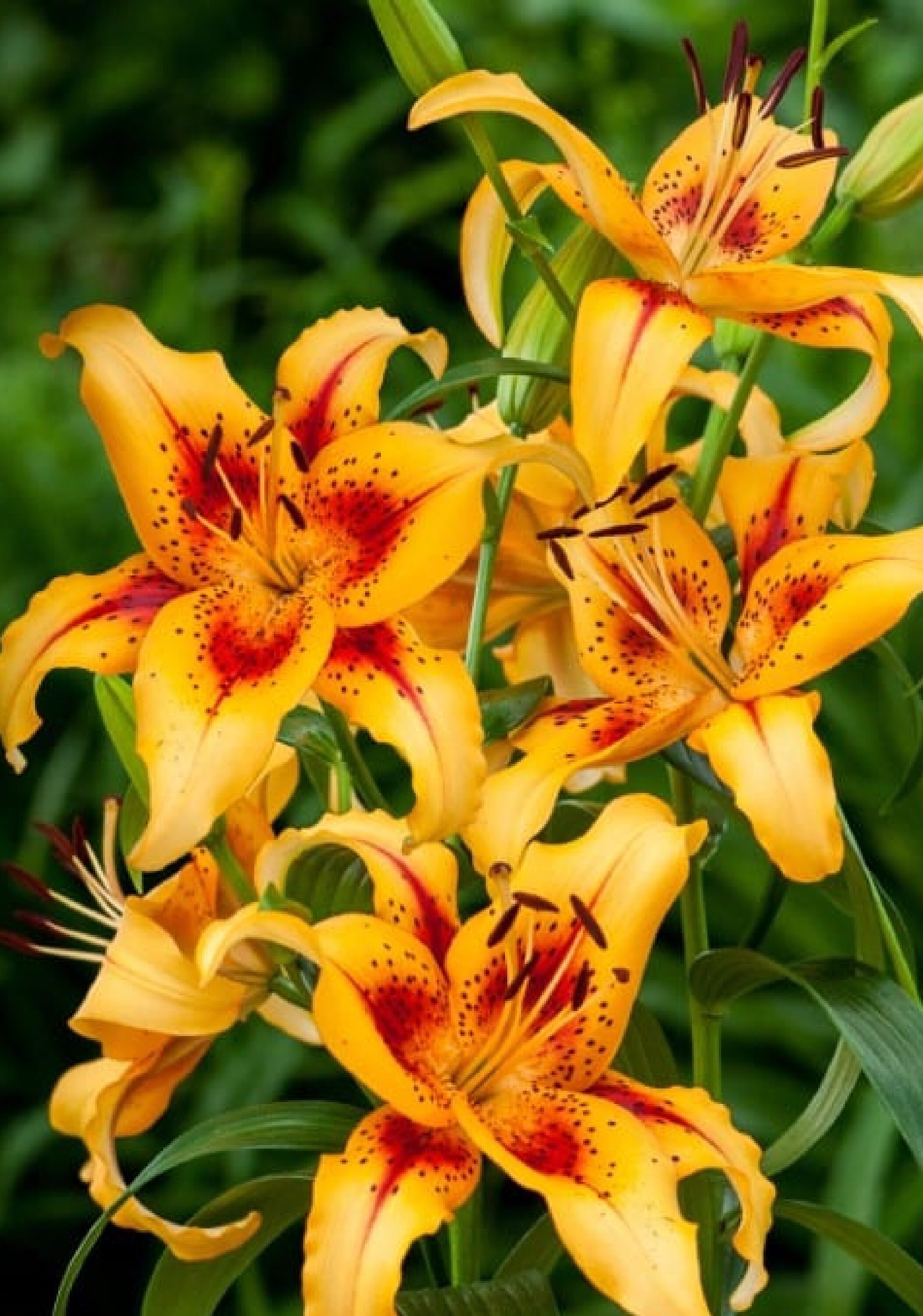 Lilium California 20 Graines