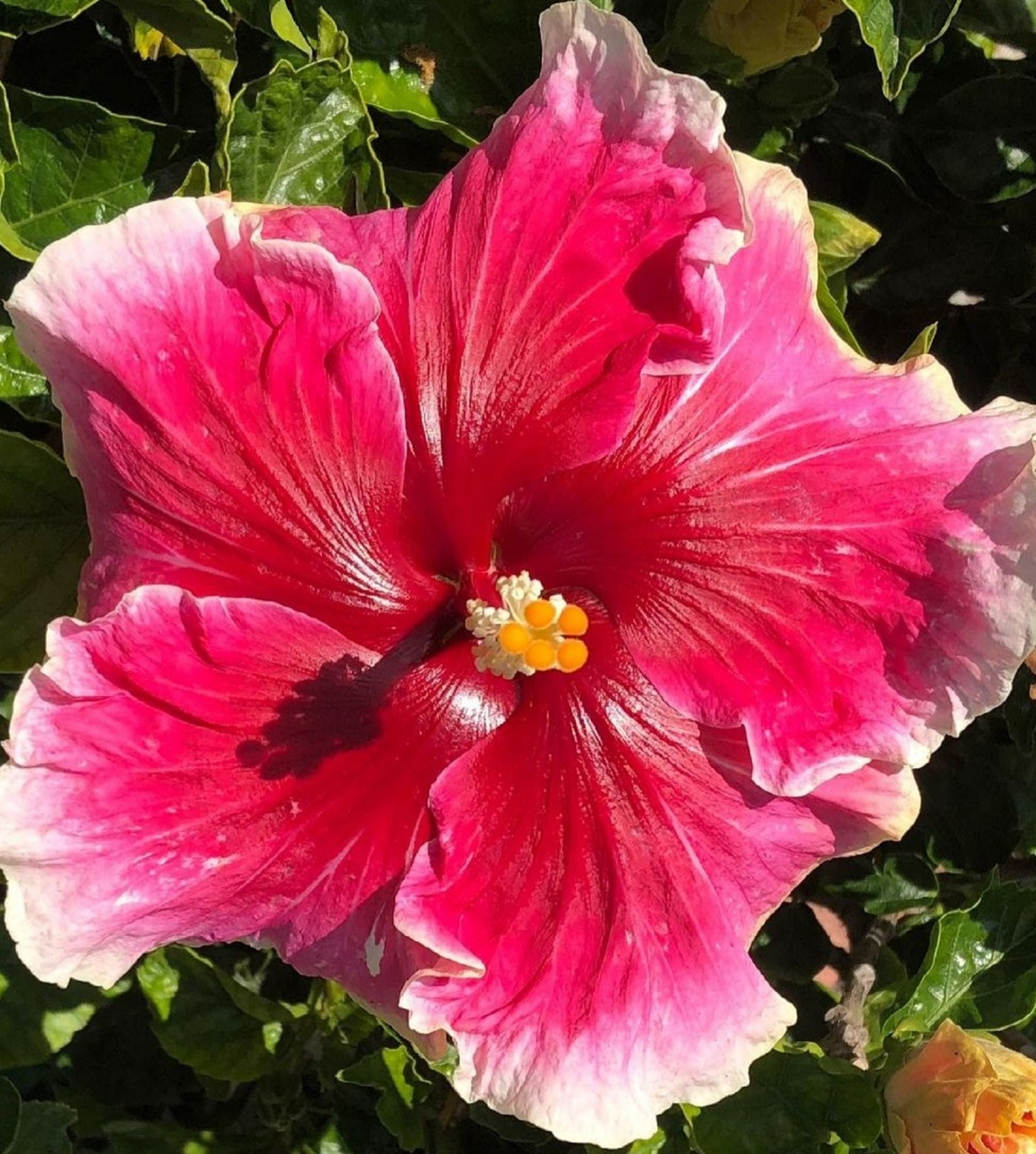 Hibiscus Maverick 60 Graines