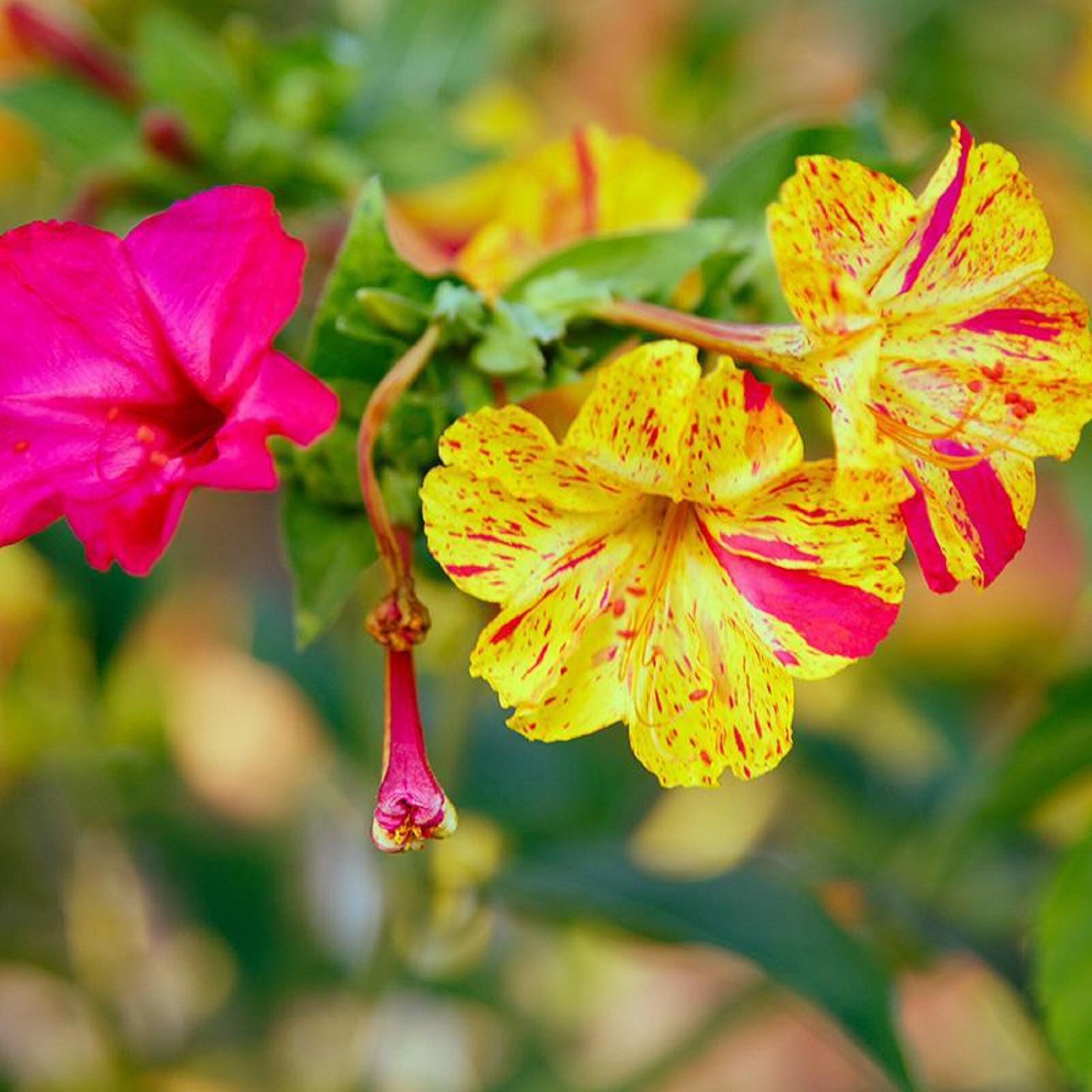 Mirabilis Mélanger 10 Graines