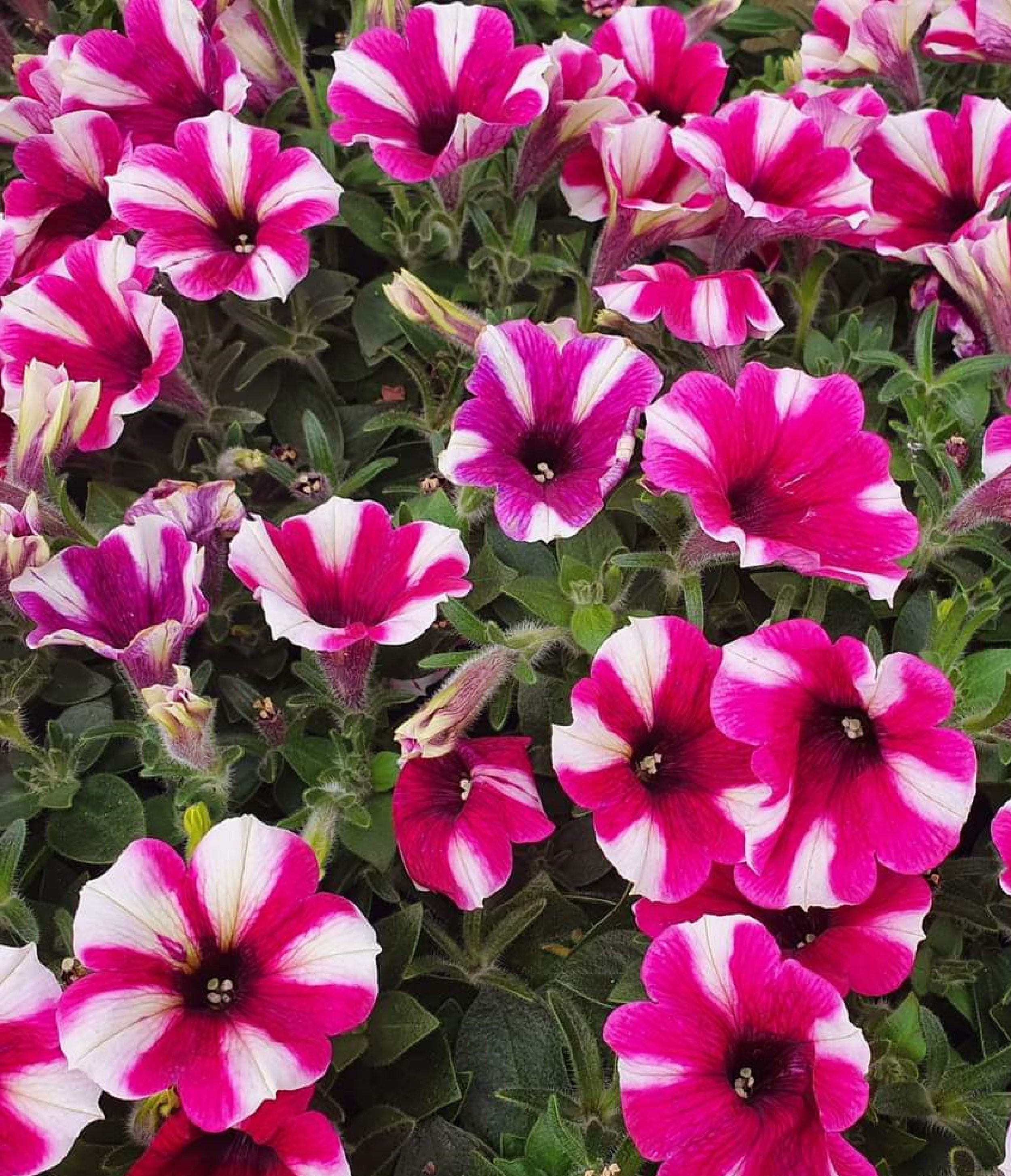 Pétunia Smash 120 Graines