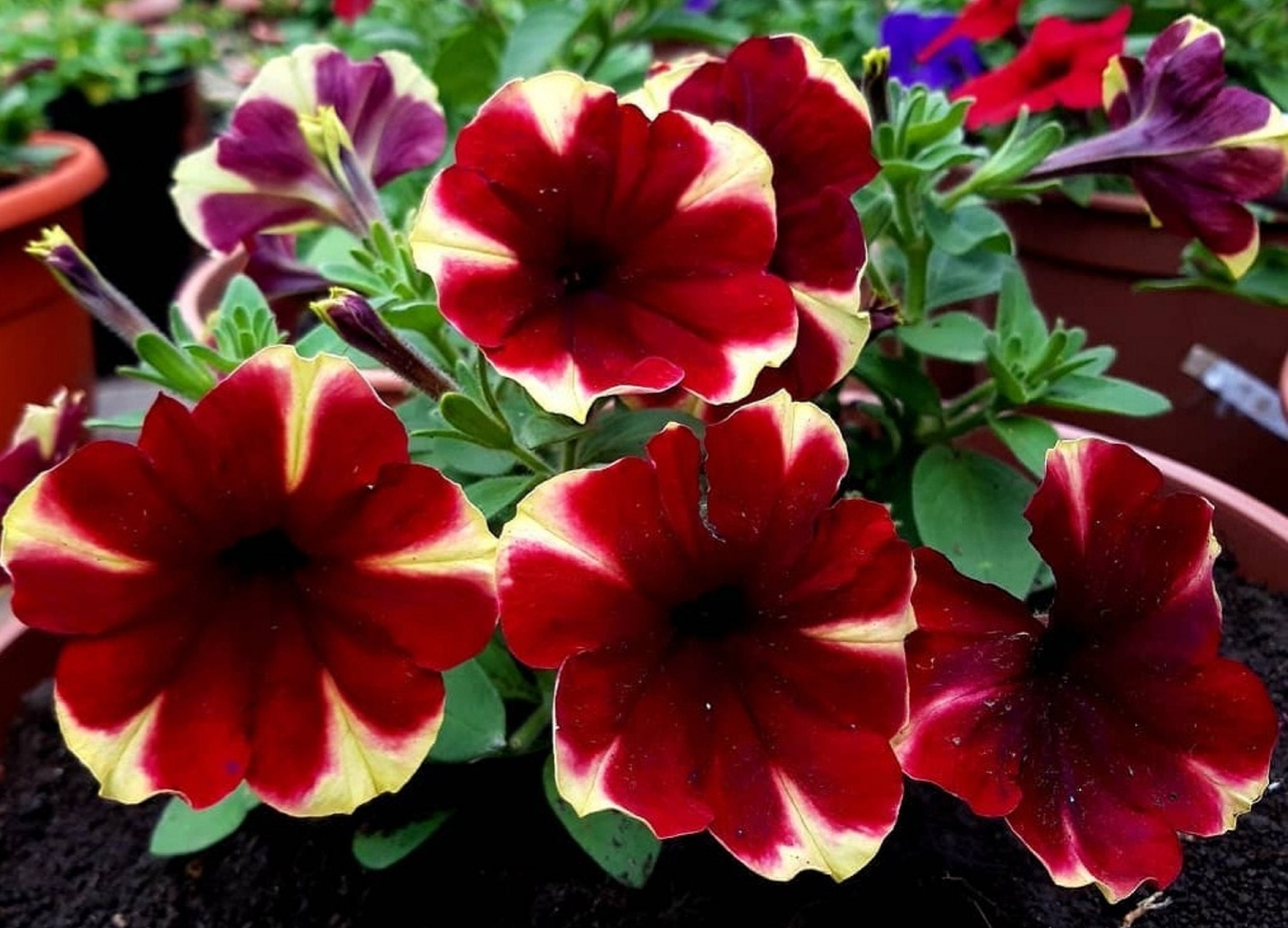 Petunia Hybride Velvet Sun 120 Graines