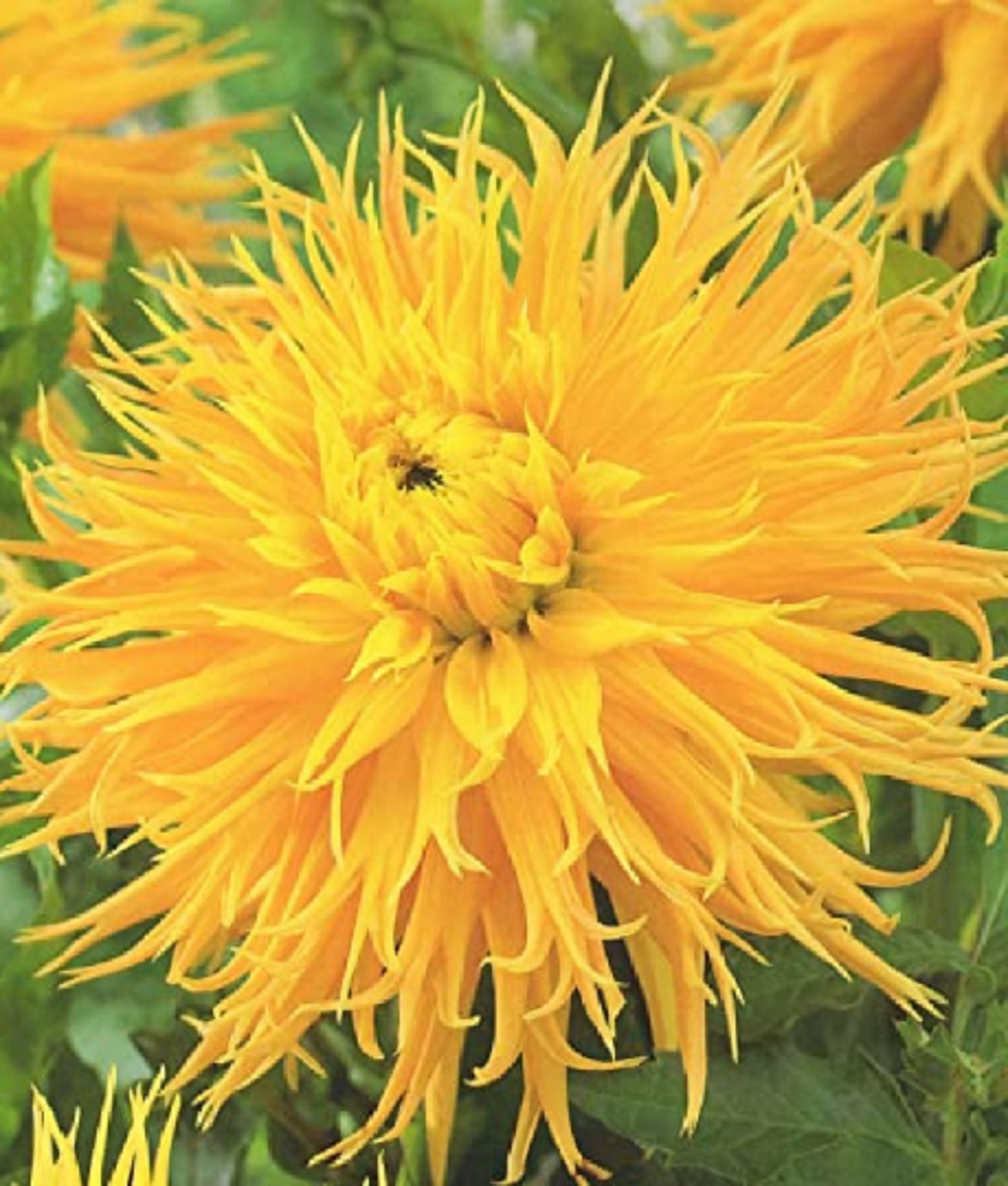 Dahlia Cactus Enemy' 60 Graines