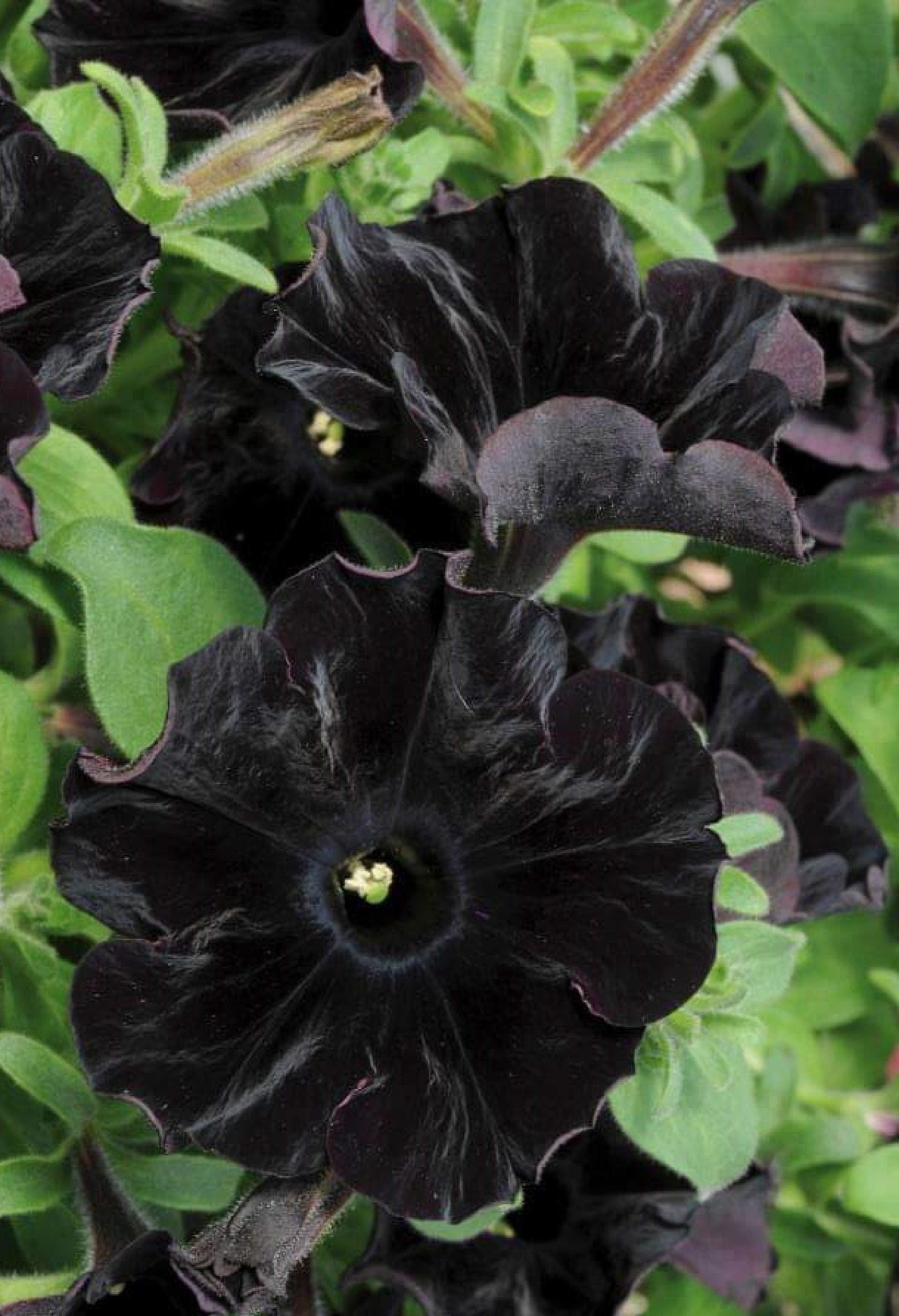 Petunia Hybrid ' Black Velvet ' 120 Seeds - Etsy