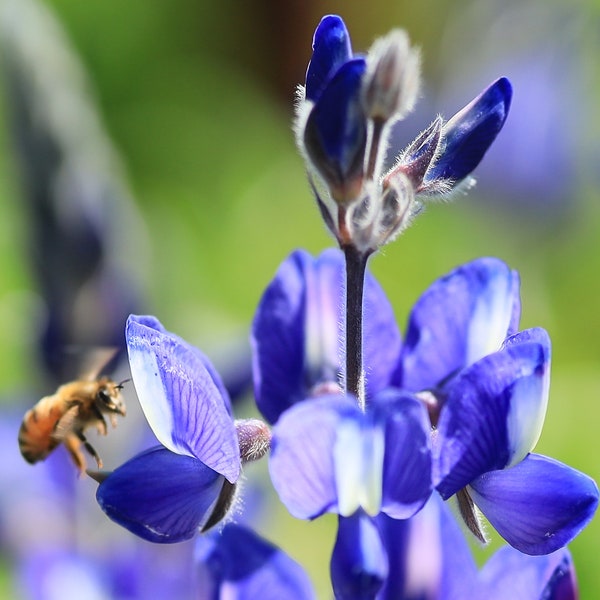 Bee with lupine