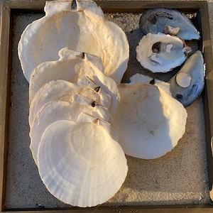 Custom Scallop Shell
