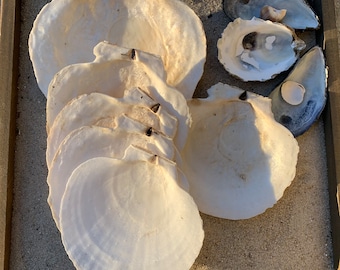 Custom Scallop Shell