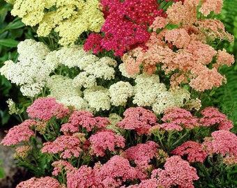 USA SELLER Colorado Mix Yarrow Seeds 100 seeds HEIRLOOM Achillea millefolium