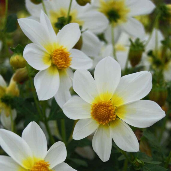thumbnail image 2 of Pure White Dahlia Flower Seeds – Mignon – 15+ Fresh Seeds – Hardy Annual – Zones 4-9 2 of 4