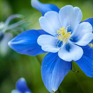 USA SELLER Colorado Blue Columbine 50 seeds HEIRLOOM Aquilegia coerulea