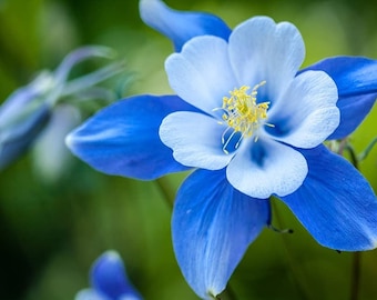 USA SELLER Colorado Blue Columbine 50 seeds HEIRLOOM Aquilegia coerulea