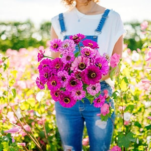 USA SELLER Dream Zinnia Seed 25 seeds HEIRLOOM Zinnia elegans