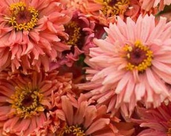 USA SELLER Senora Zinnia 10 seeds HEIRLOOM Zinnia elegans