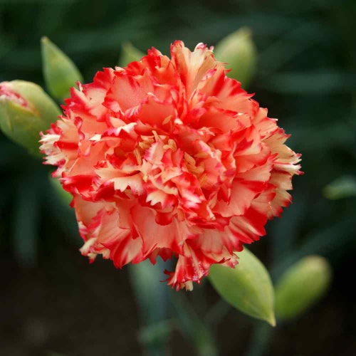 USA SELLER Jeanne Dionis Carnation 25 Seeds HEIRLOOM Dianthus Etsy