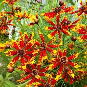 USA SELLER Radiana Tigrina Coreopsis 50 seeds HEIRLOOM