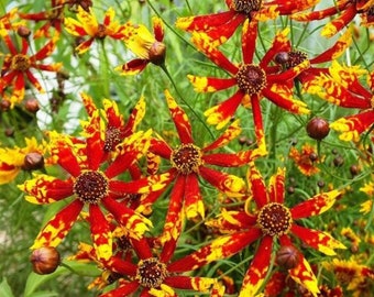 USA SELLER Radiana Tigrina Coreopsis 50 seeds HEIRLOOM