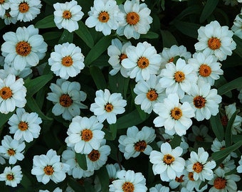 USA SELLER Crystal White Zinnia 10 seeds HEIRLOOM Zinnia elegans