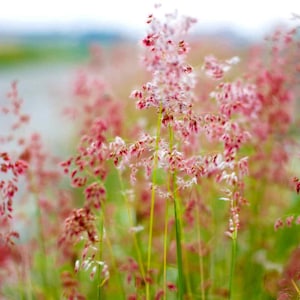 May include: A field of pink and white wildflowers with a blurred background.