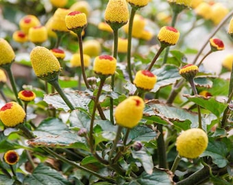 USA SELLER Toothache Plant 25 seeds HEIRLOOM Acmella oleracea