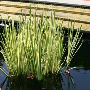 Flag Reeds USA SELLER Variegated Flag Grass 5 Seeds HEIRLOOM Acorus Americanus - Etsy