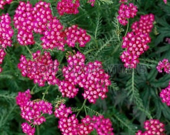 USA SELLER Cerise Queen (dark rose) Yarrow Seeds 100 seeds HEIRLOOM Achillea millefolium