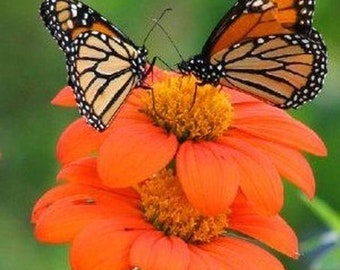 USA SELLER Orange Mexican Sunflower 25 seeds HEIRLOOM Helianthus annuus