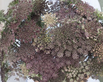 USA SELLER Black/Chocolate Queen Anne&#39;s Lace 25 seeds HEIRLOOM Daucus carota