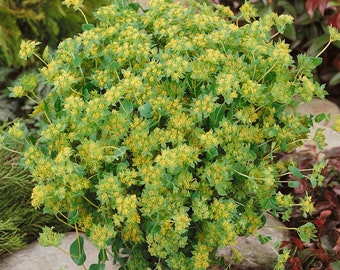 USA SELLER Hare's Ear (Bupleurum Rotundifolium Griffithii) Seeds 25 seeds HEIRLOOM