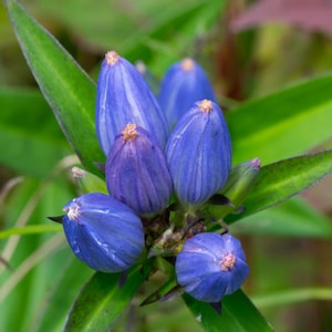 USA SELLER Blue Bottle Gentian 50 seeds Gentiana andrewsii