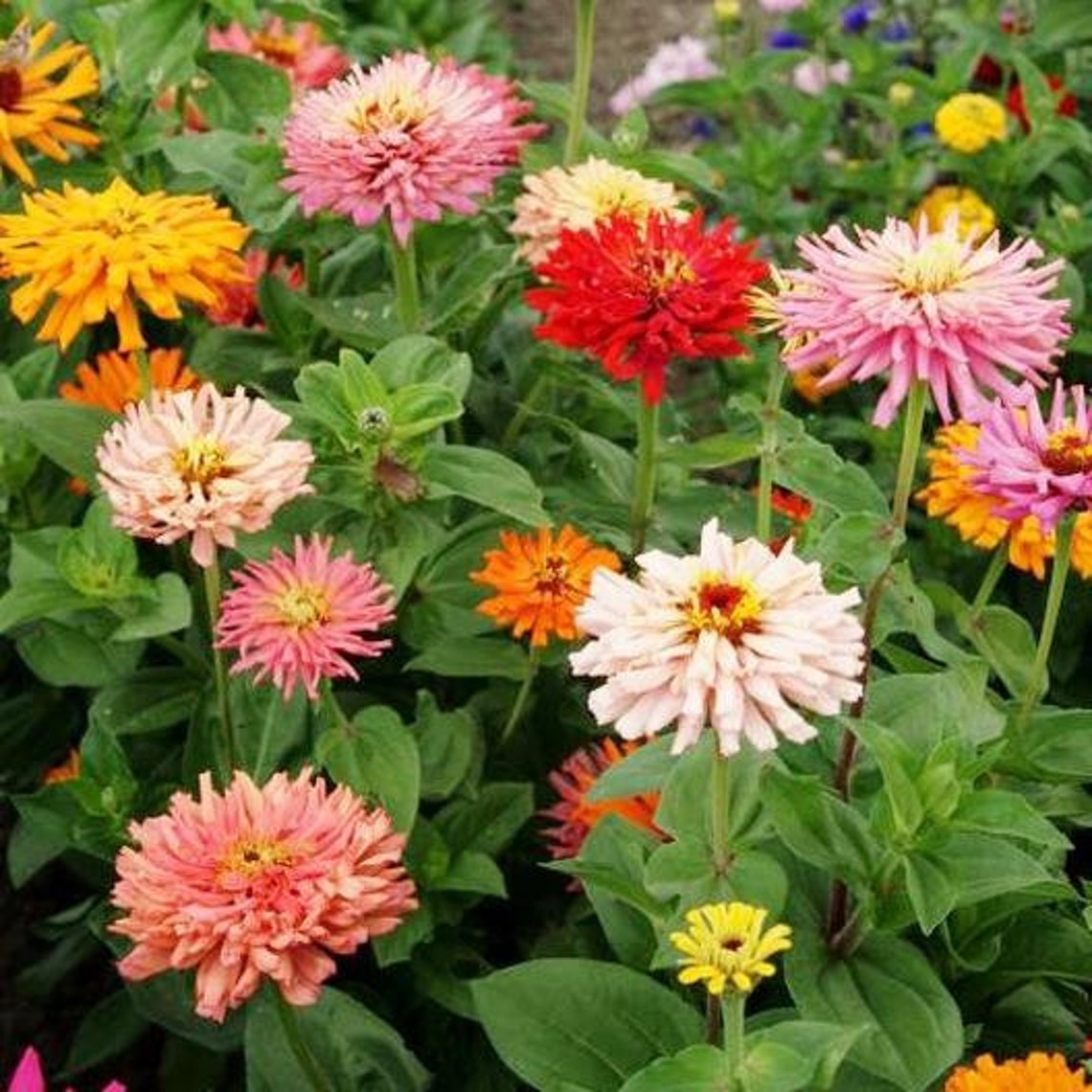 USA SELLER Cactus Flowered Zinnia Mix 25 Seeds HEIRLOOM Etsy